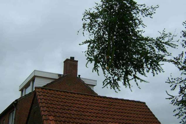 rooien en kappen van kastanjebomen snoeien van kastanje bomen Breda Chaam Best Eindhoven